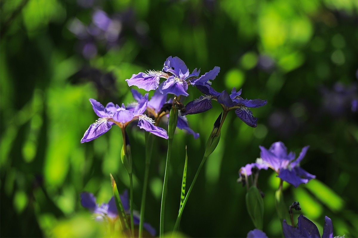 镜头出浴拍摄小花
