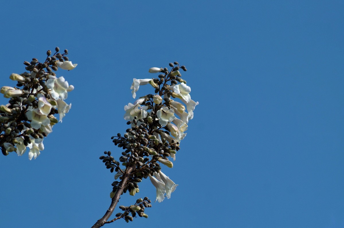 2022〖 泡 桐 花 〗