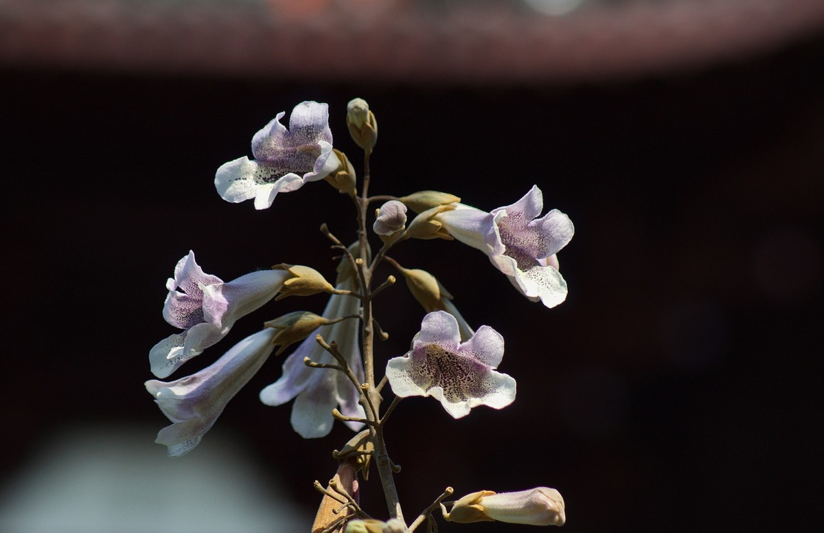 2022〖 泡 桐 花 〗