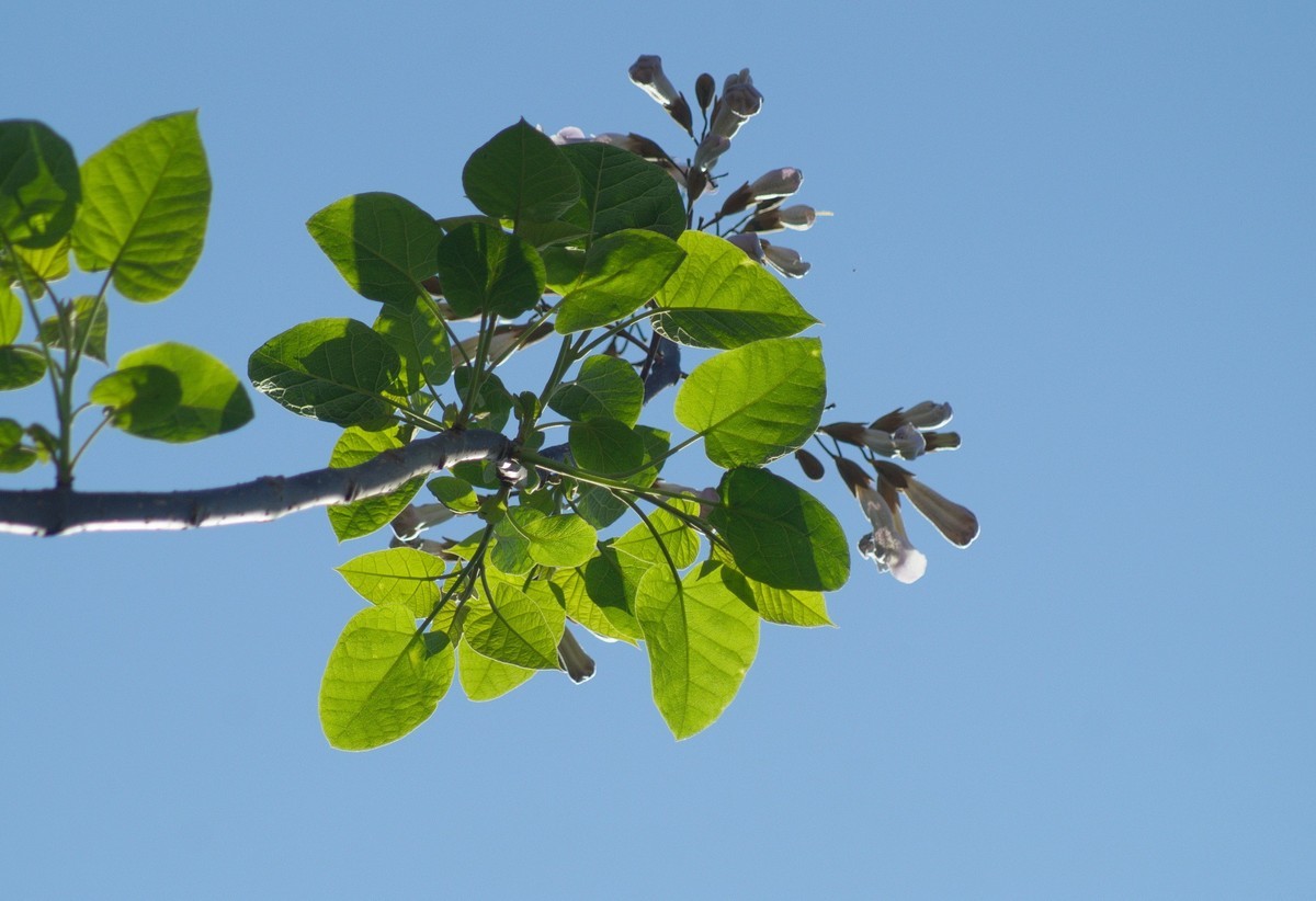 2022〖 泡 桐 花 〗