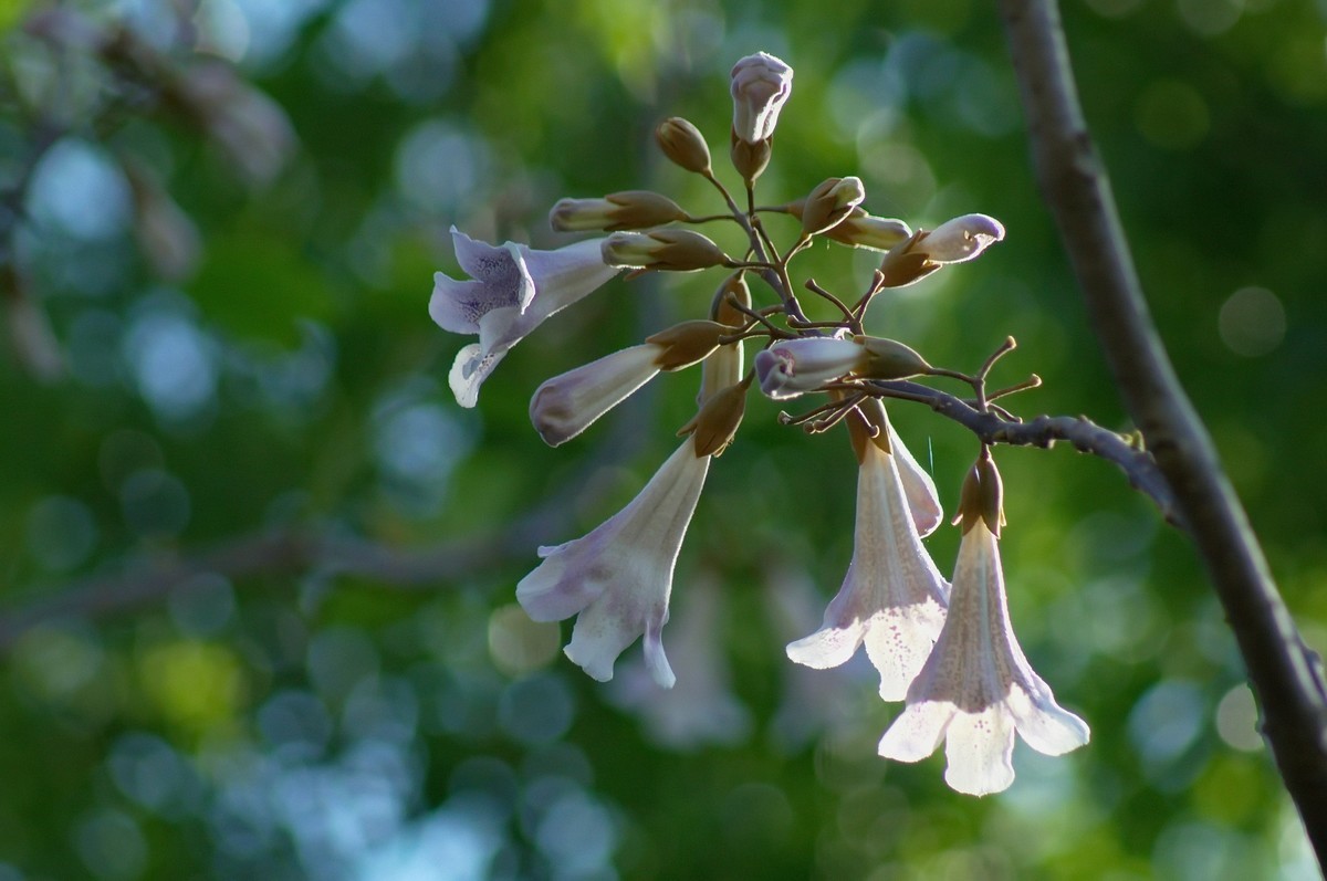 2022〖 泡 桐 花 〗
