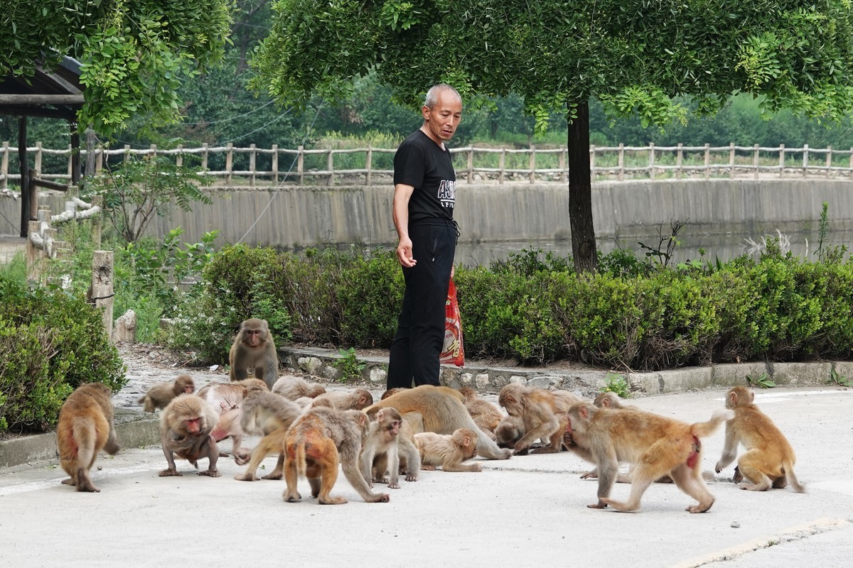 蟒河弥猴-中关村在线摄影论坛