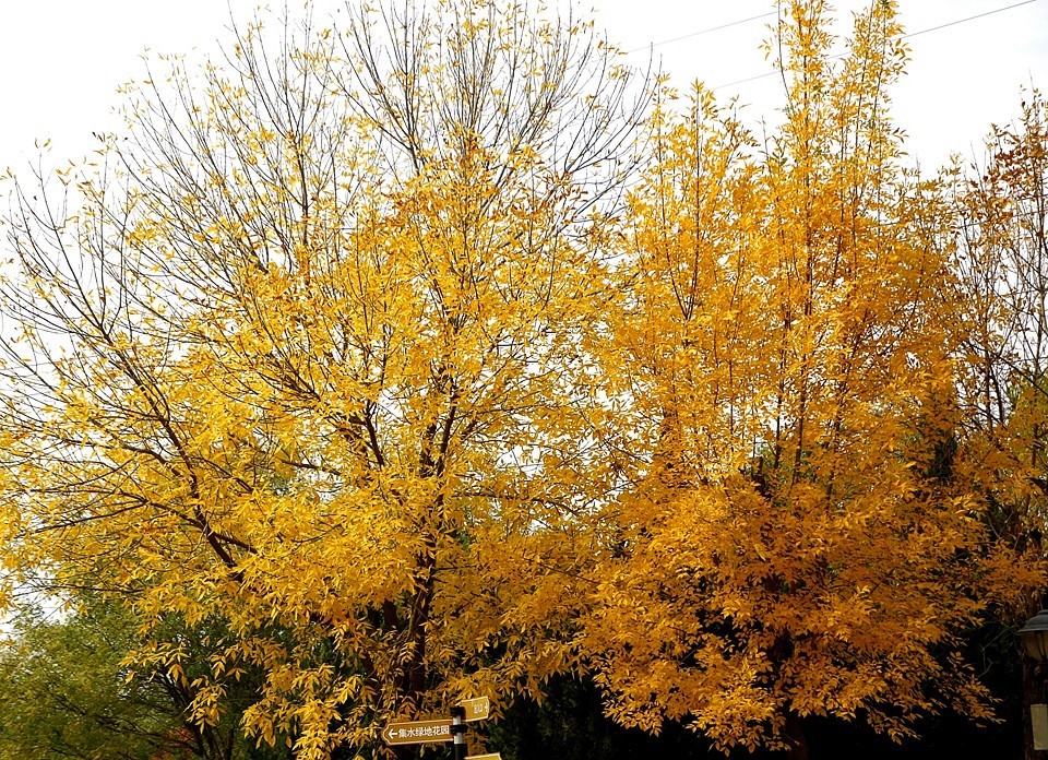 10【不老松：纪实摄影】晚秋既将逝去。初冬随即来临！拍自沧州長芦公园！《01》
