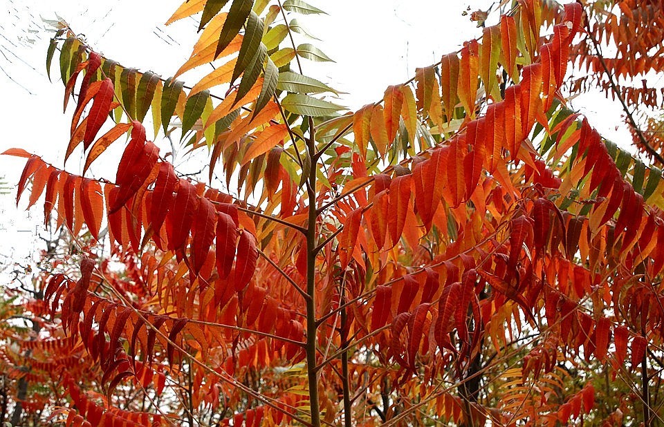 10【不老松：纪实摄影】晚秋既将逝去。初冬随即来临！拍自沧州長芦公园！《01》