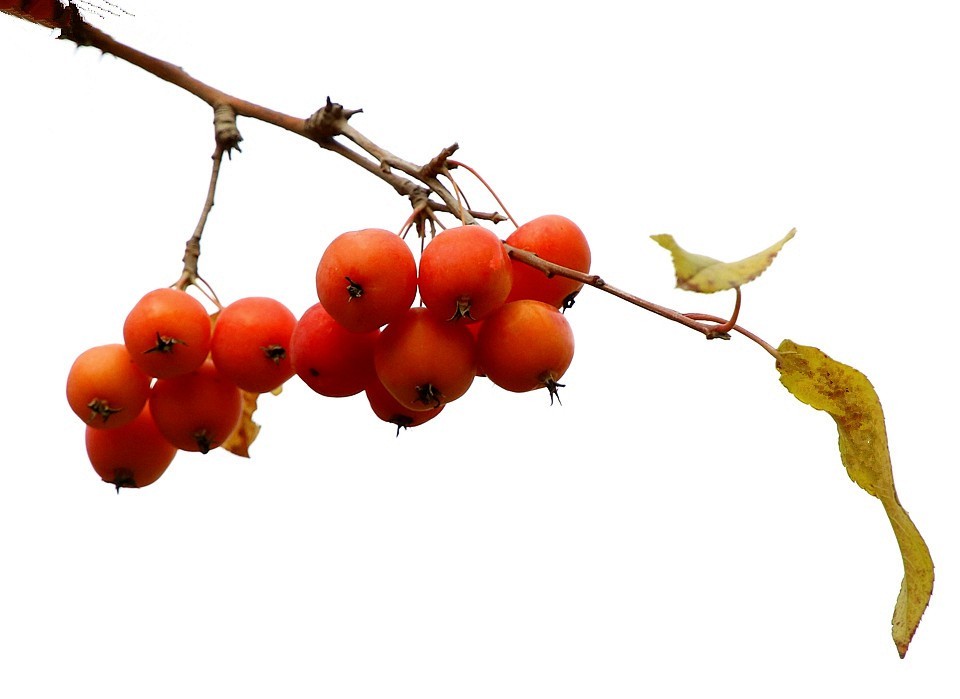 10【不老松：纪实摄影】晚秋既将逝去。初冬随即来临！拍自沧州長芦公园！《01》