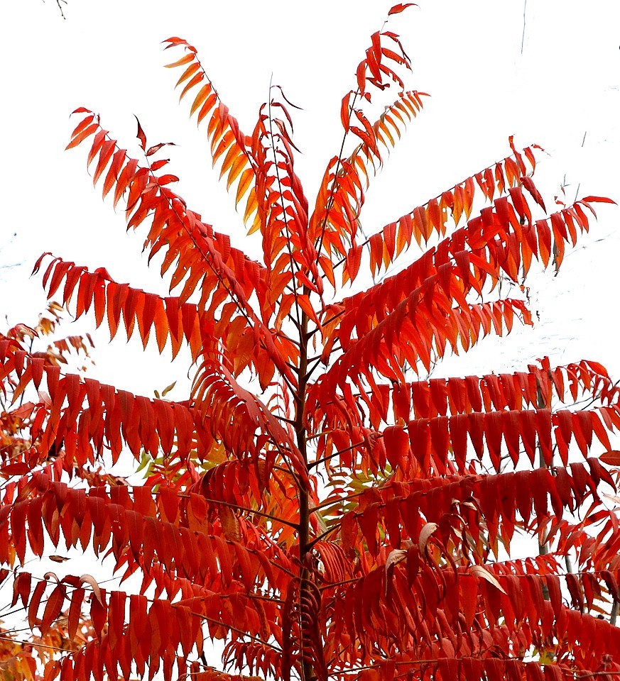 10【不老松：纪实摄影】晚秋既将逝去。初冬随即来临！拍自沧州長芦公园！《01》