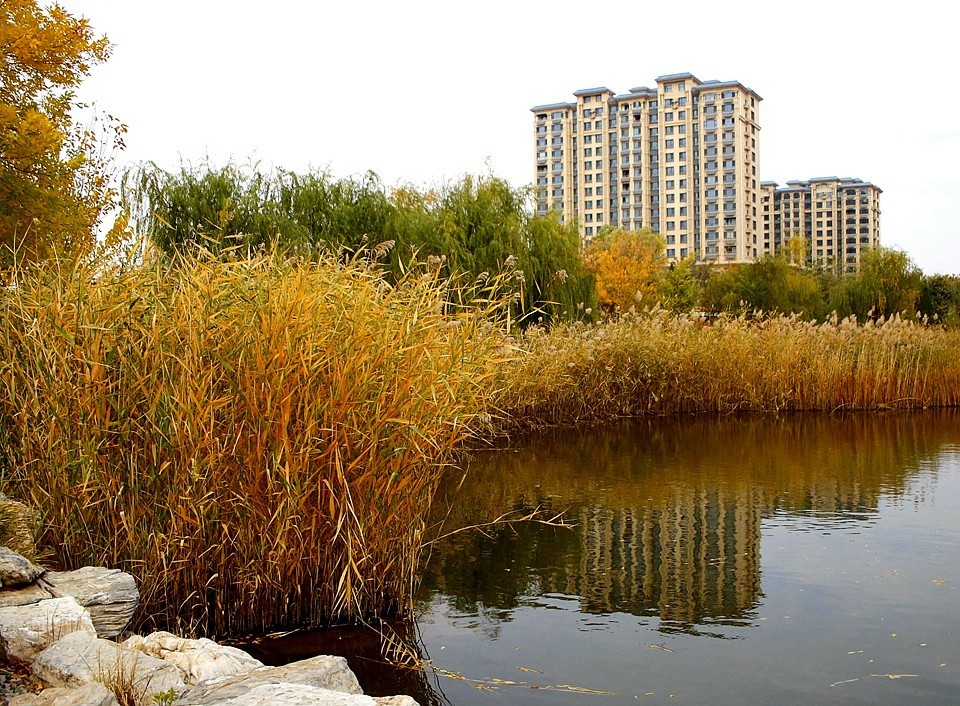 10【不老松：纪实摄影】晚秋既将逝去。初冬随即来临！拍自沧州長芦公园！《02》