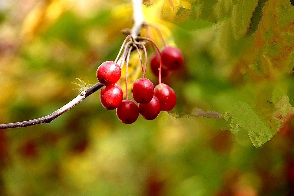 10【不老松：纪实摄影】晚秋既将逝去。初冬随即来临！拍自沧州長芦公园！《02》