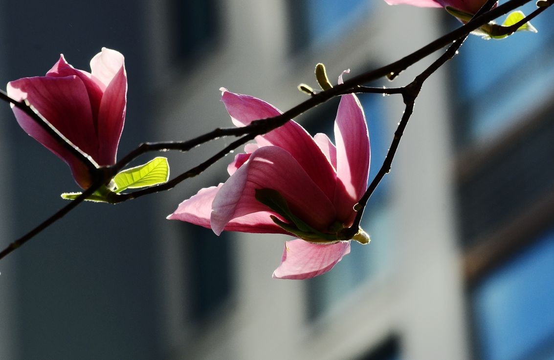 花卉系列【4850】