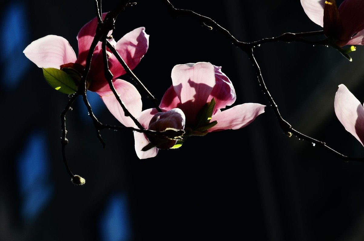 花卉系列【4850】