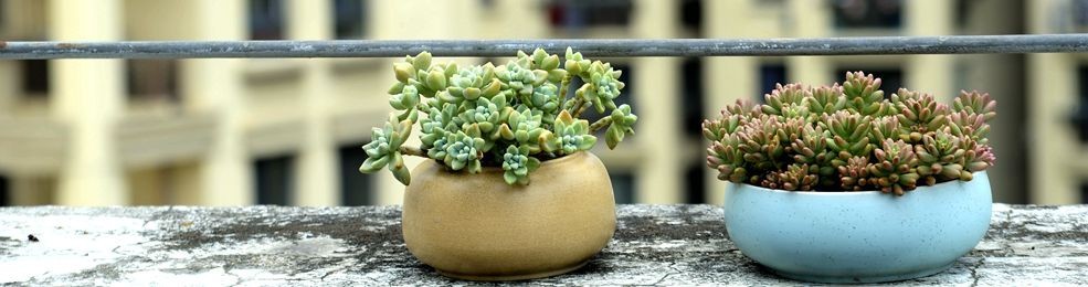 多肉植物(一)