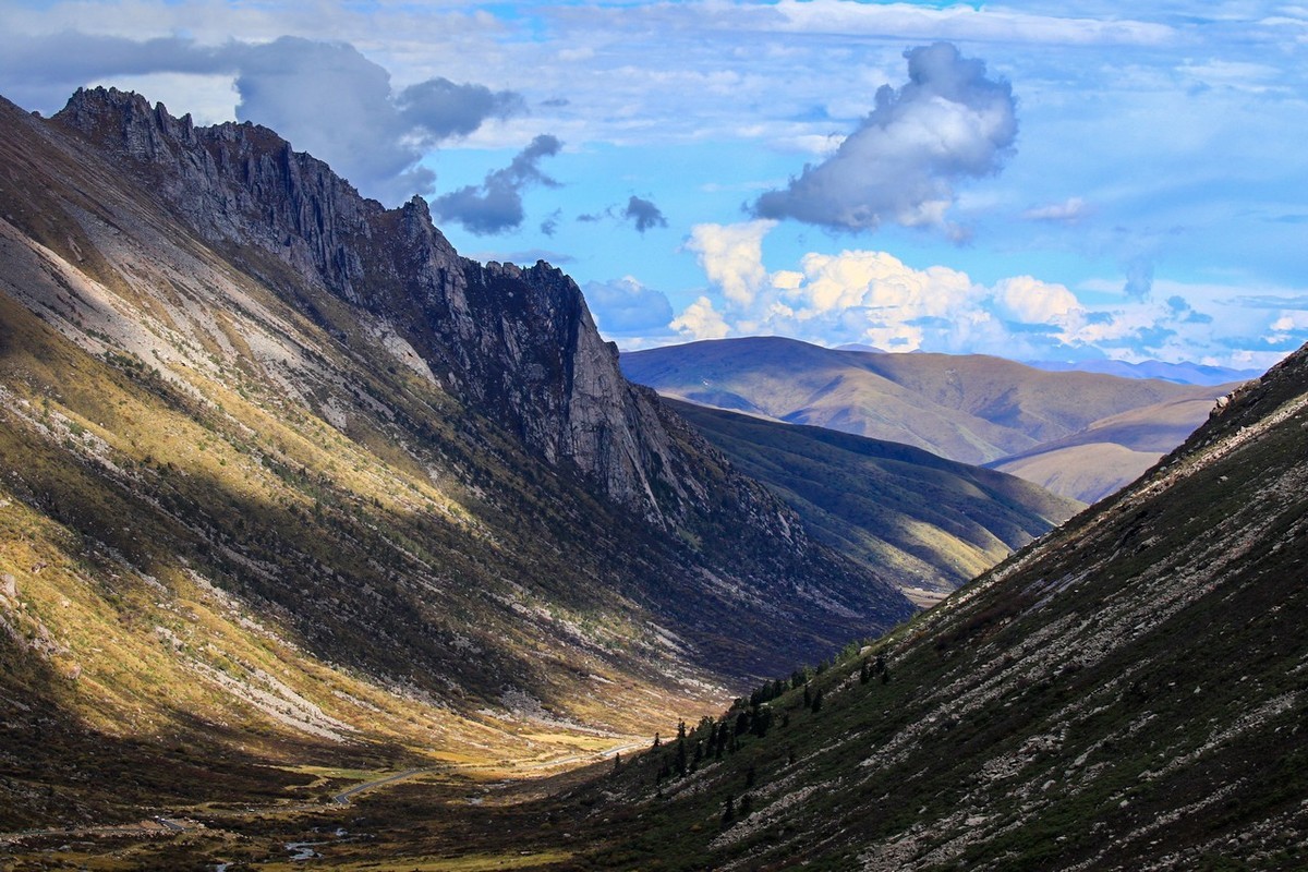 长焦拍了几张莲宝叶则