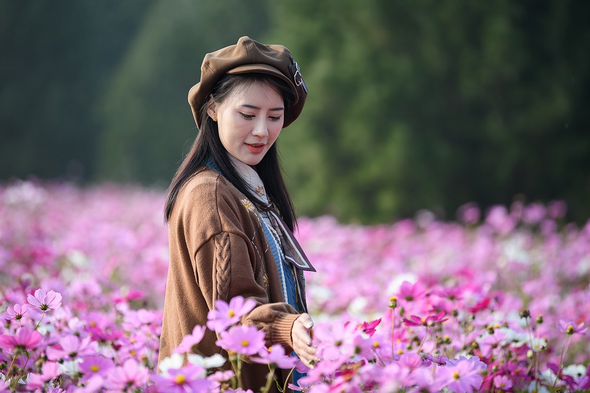 格桑花海俏佳丽