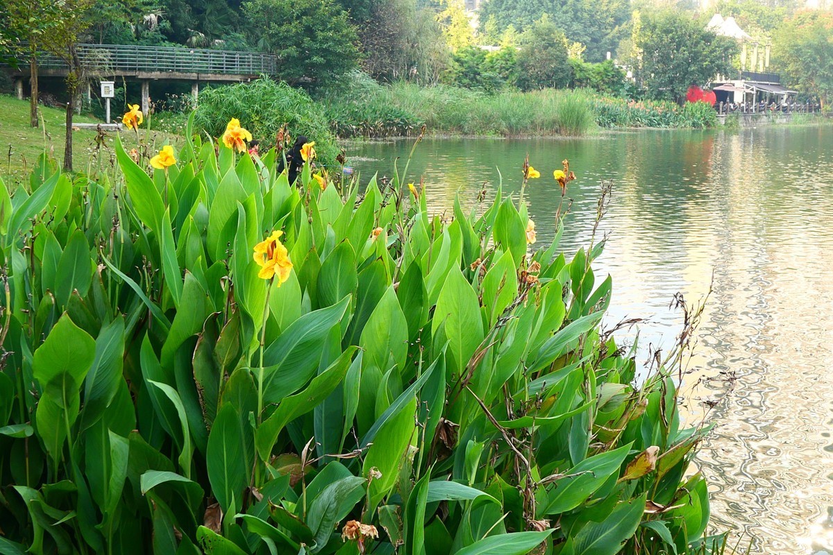 初冬融侨公园（七）完