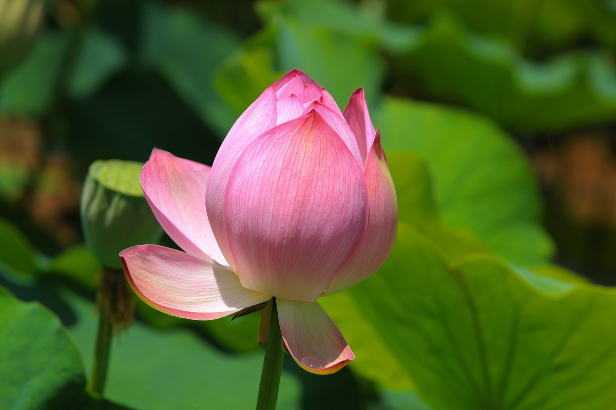 拍摄花卉一（311）