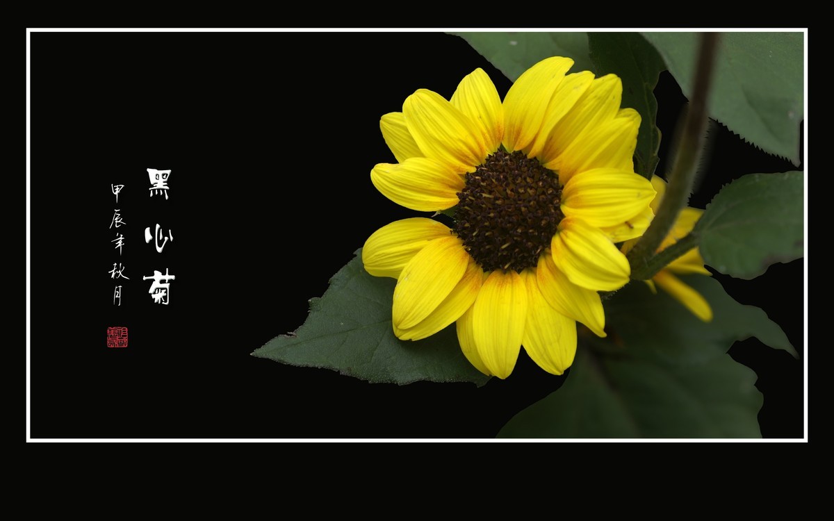 金灿灿的黑心菊