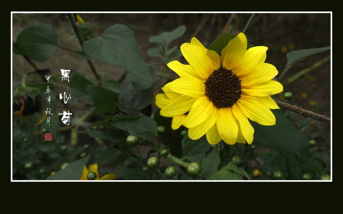 金灿灿的黑心菊