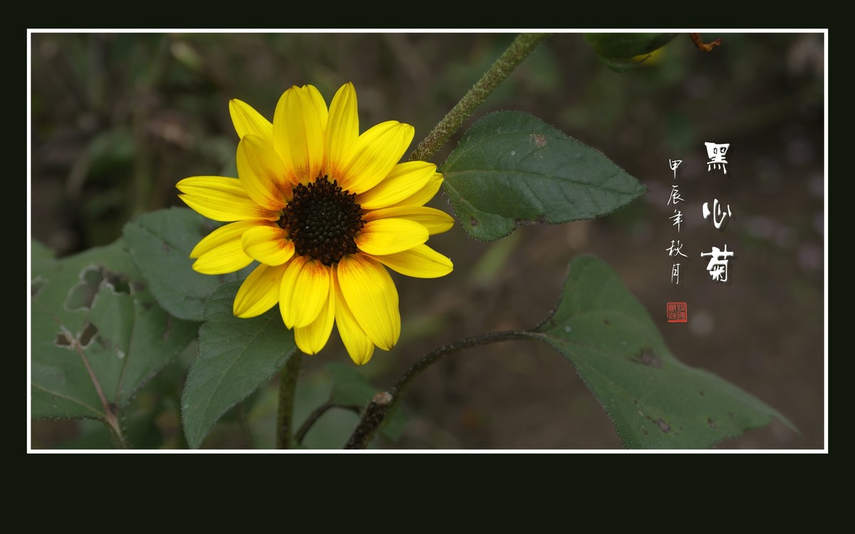 金灿灿的黑心菊