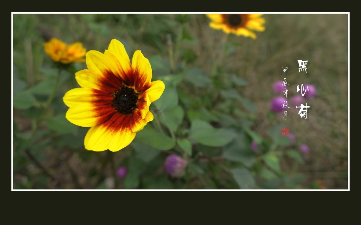 金灿灿的黑心菊