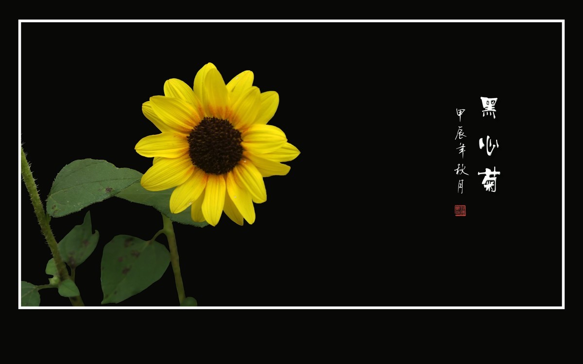 金灿灿的黑心菊