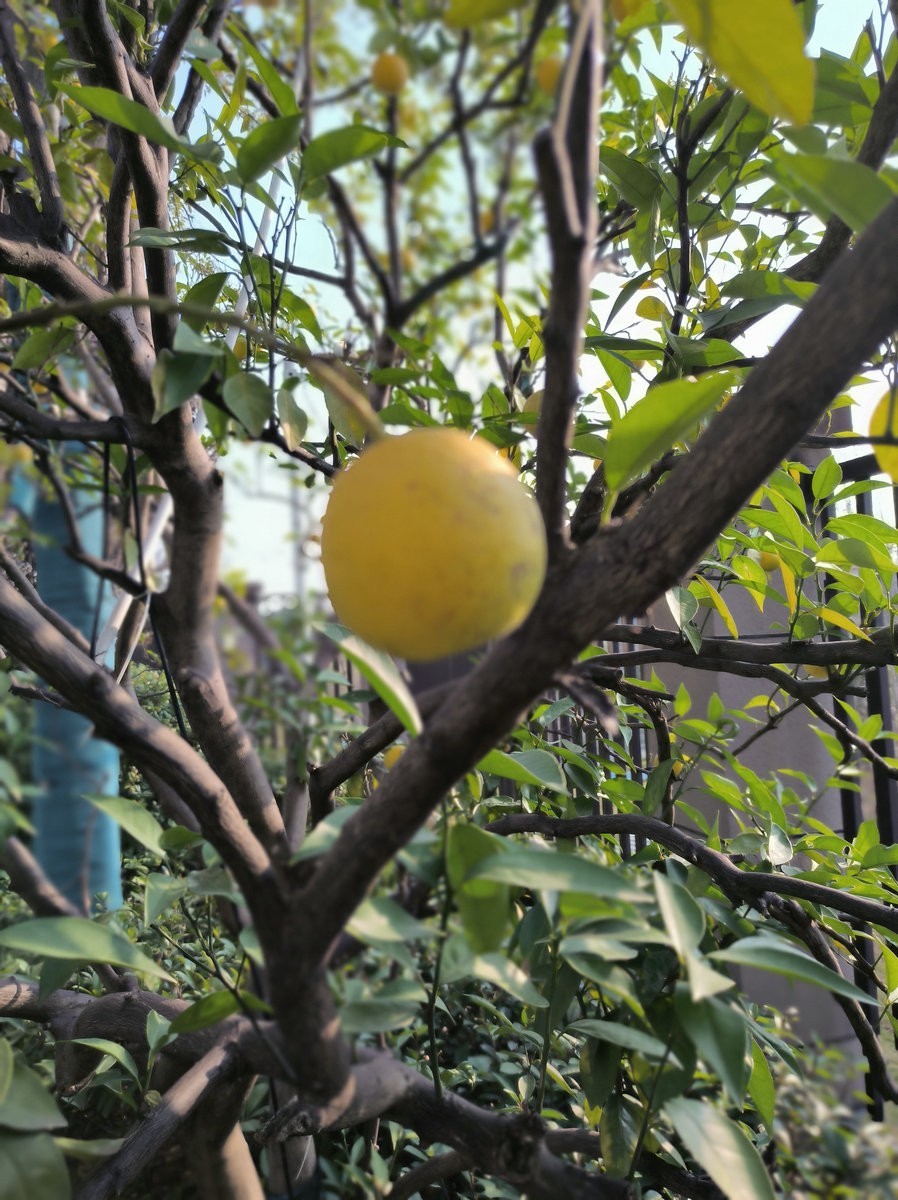 漫步星城 走街串巷（508）东湖野趣