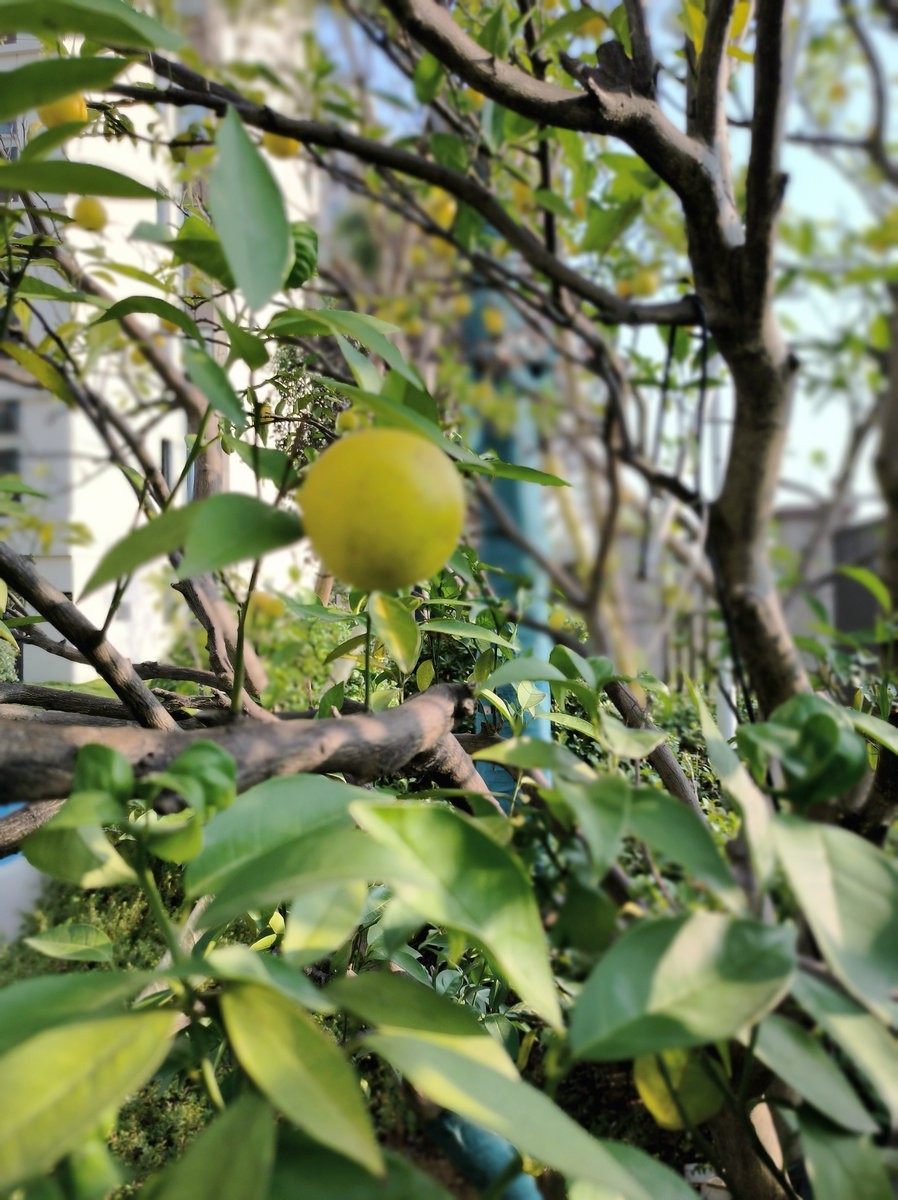漫步星城 走街串巷（508）东湖野趣