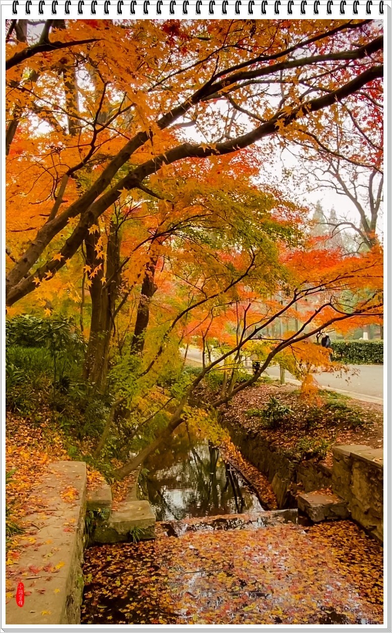 2024年- 江南好风光纪实抓拍-1081