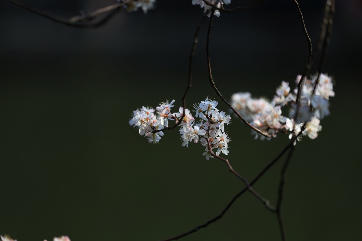 白樱花