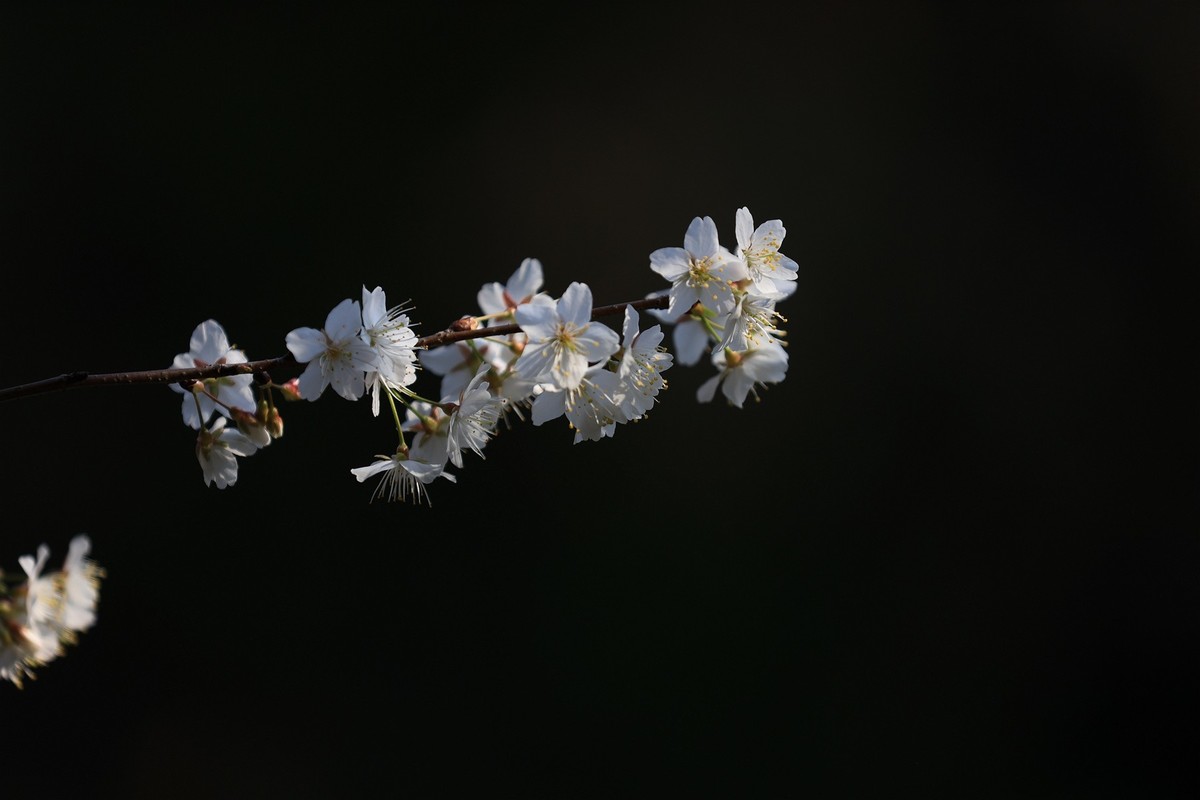 白樱花