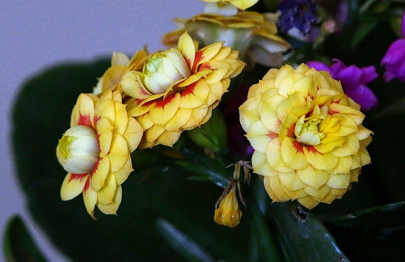 【不老松：纪实摄影】特写：自养的花！