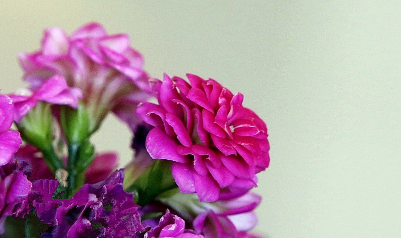 【不老松：纪实摄影】特写：自养的花！