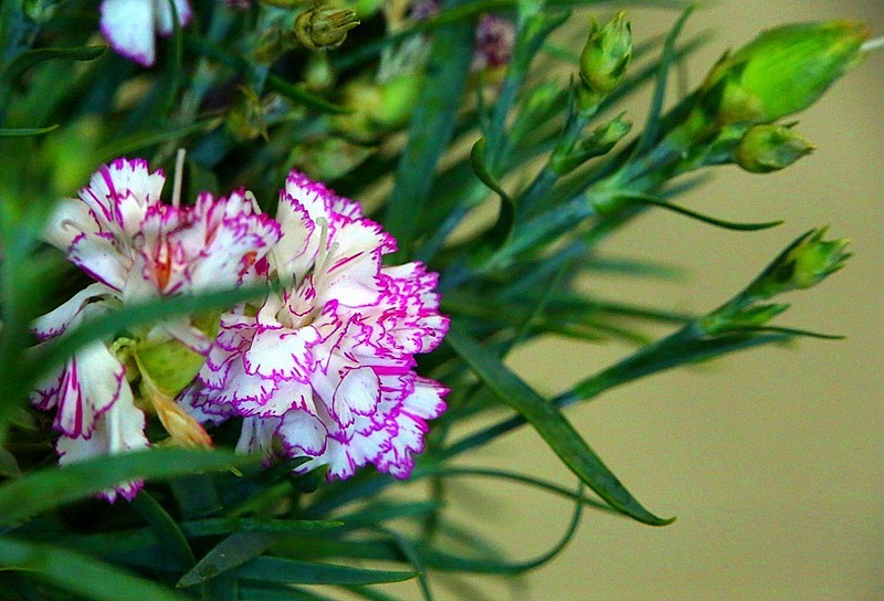 【不老松：纪实摄影】特写：自养的花！