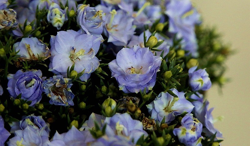 【不老松：纪实摄影】特写：自养的花！