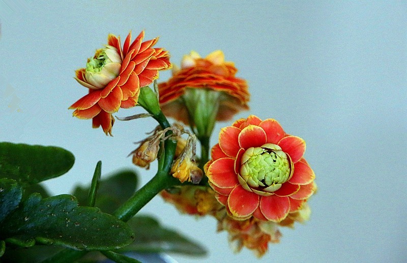 【不老松：纪实摄影】特写：自养的花！