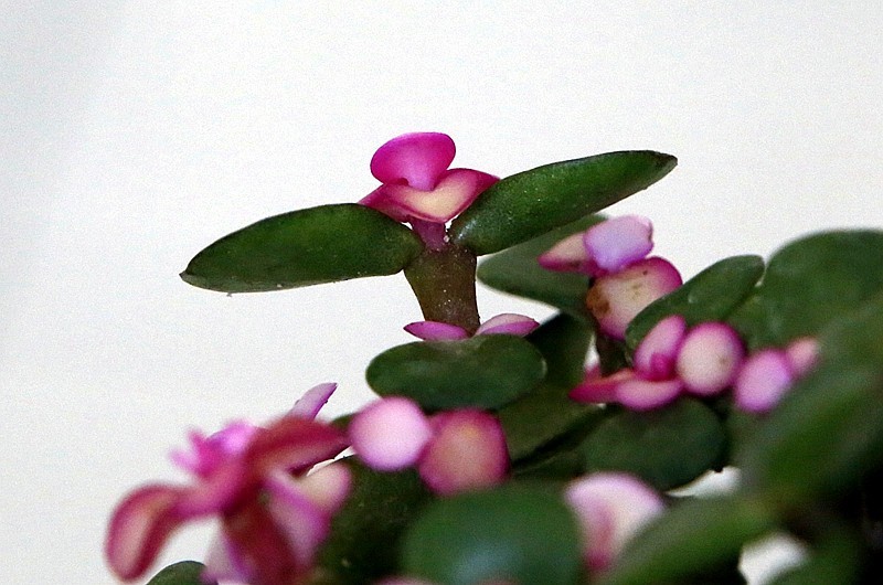 【不老松：纪实摄影】特写：自养的花！