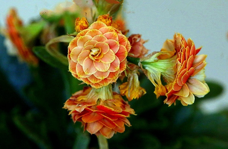 【不老松：纪实摄影】特写：自养的花！