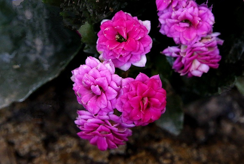 【不老松：纪实摄影】特写：自养的花！