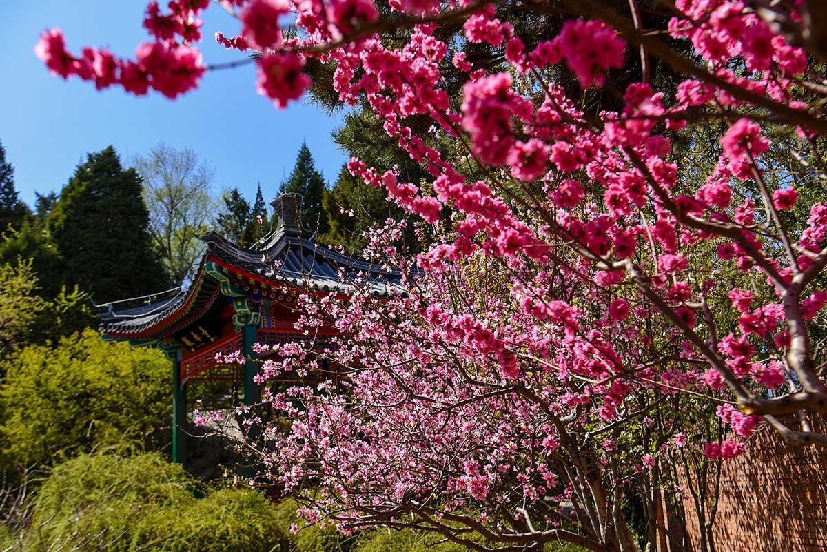 2025年第0224贴-陶然亭公园风光拍（0403）