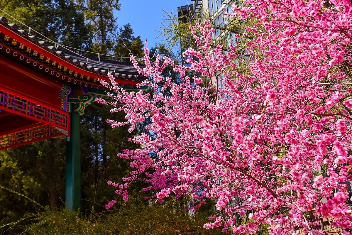 2025年第0224贴-陶然亭公园风光拍（0403）