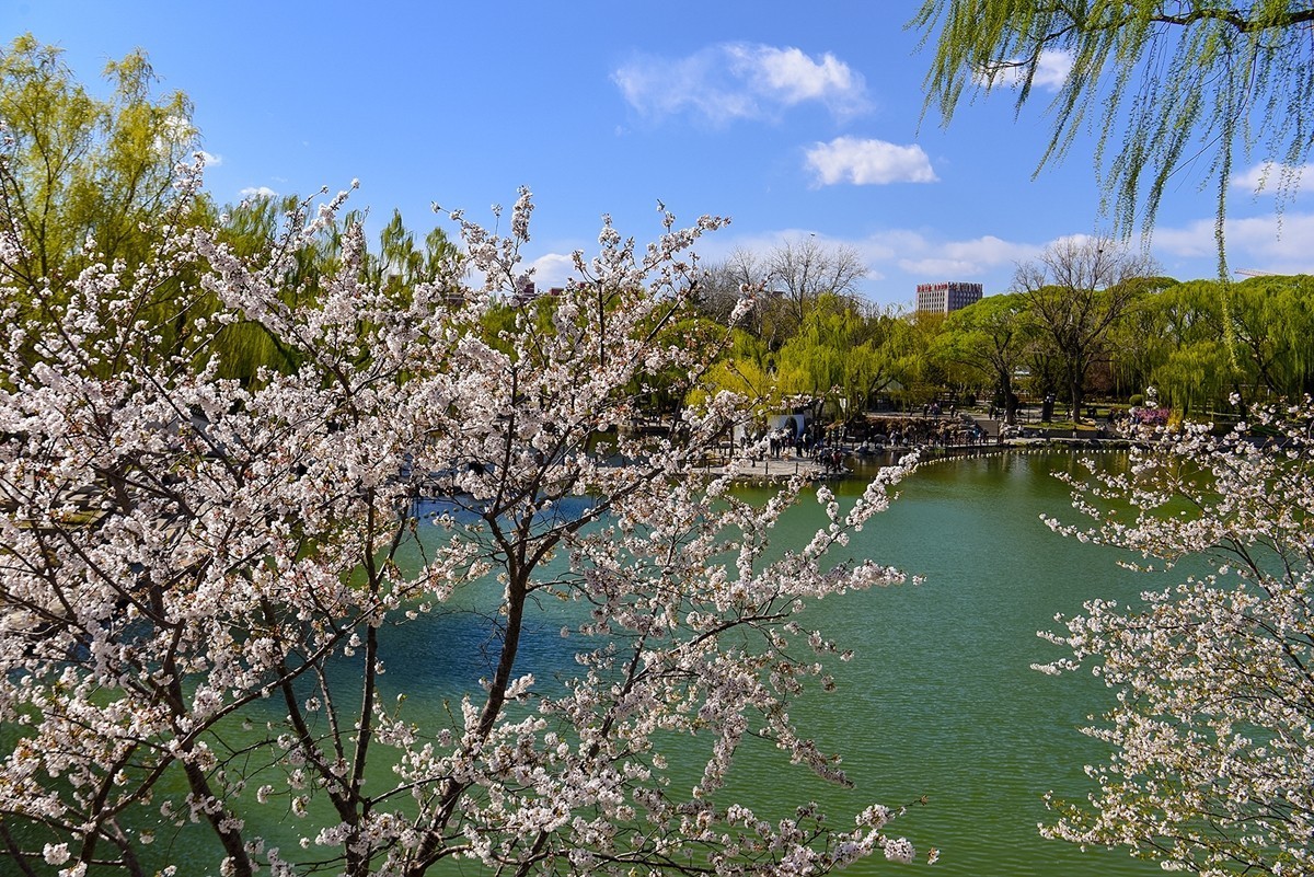 2025年第0224贴-陶然亭公园风光拍（0403）