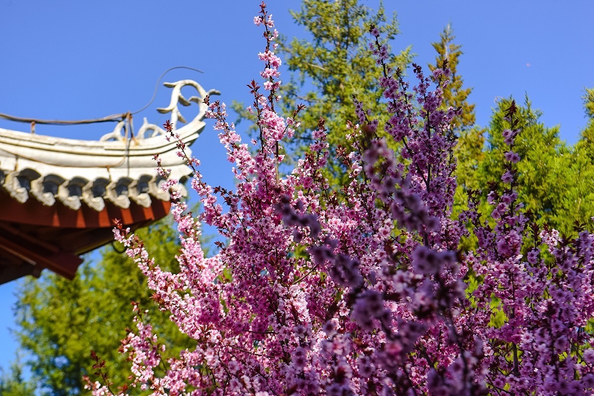 2025年第0224贴-陶然亭公园风光拍（0403）