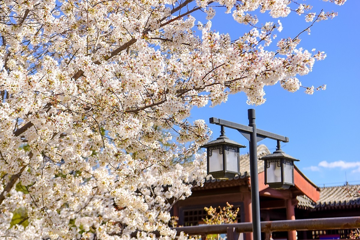 2025年第0224贴-陶然亭公园风光拍（0403）