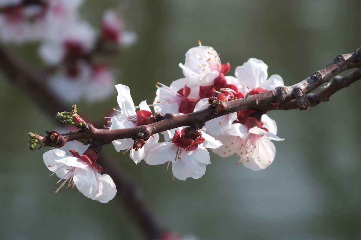 即将过去的杏花