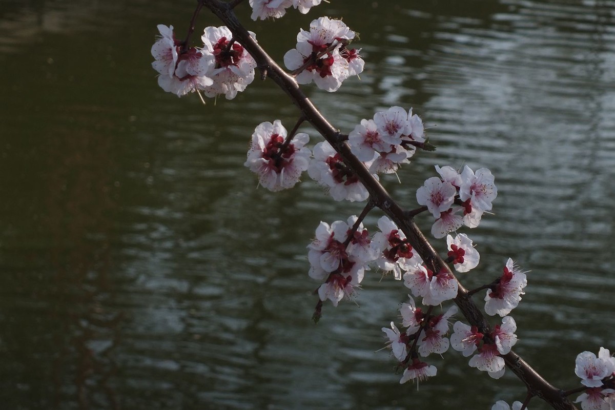 即将过去的杏花