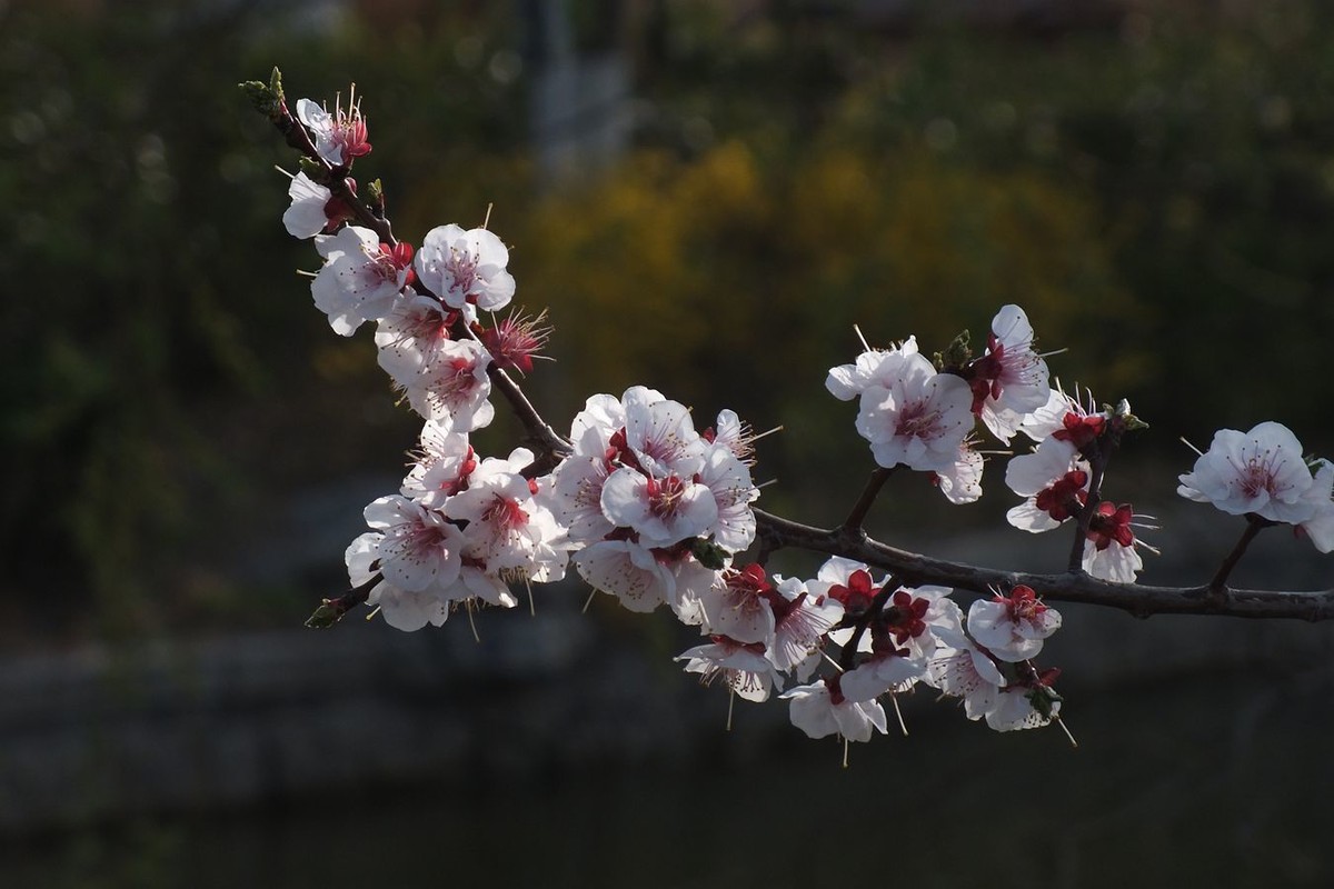 即将过去的杏花
