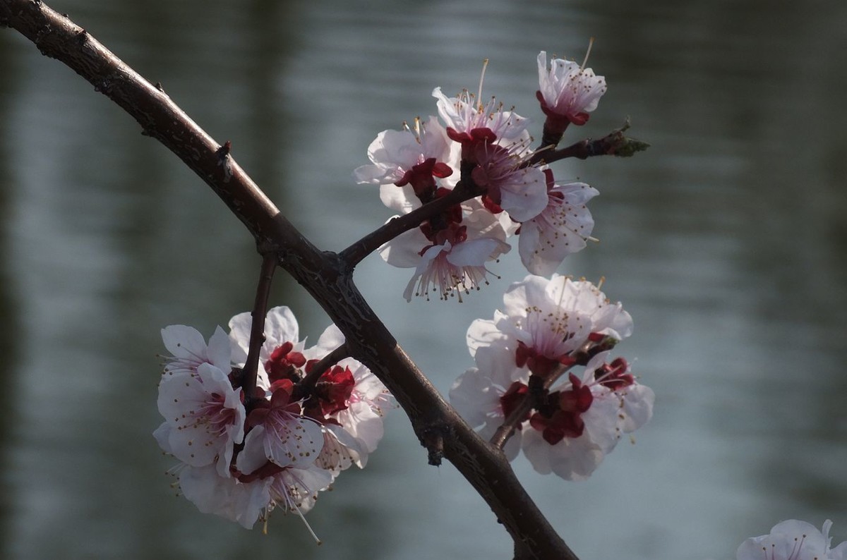 即将过去的杏花