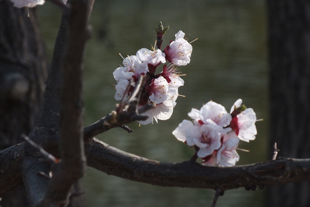 即将过去的杏花