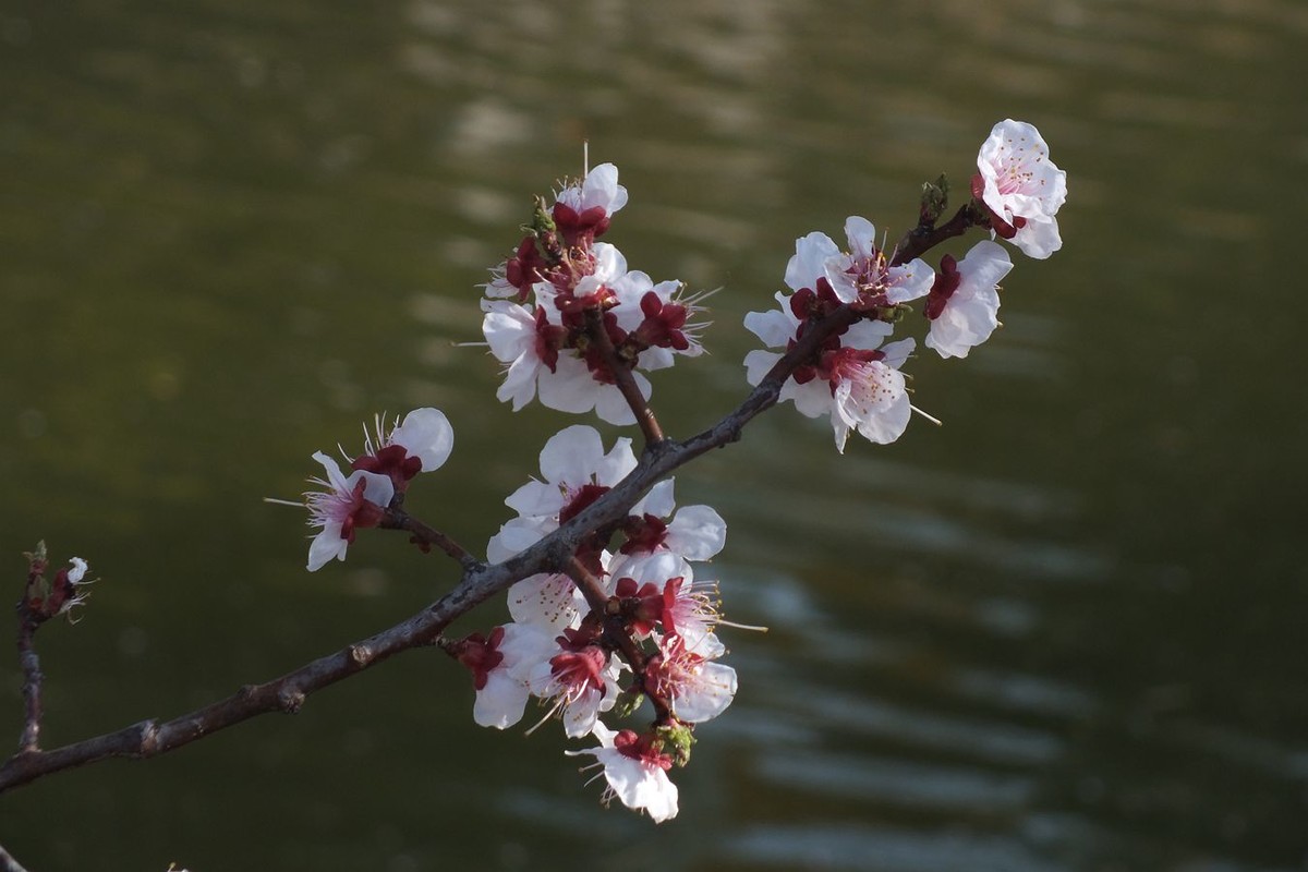 即将过去的杏花