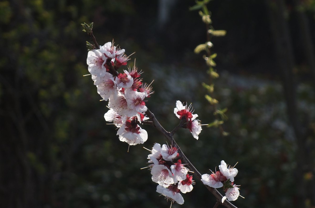 即将过去的杏花