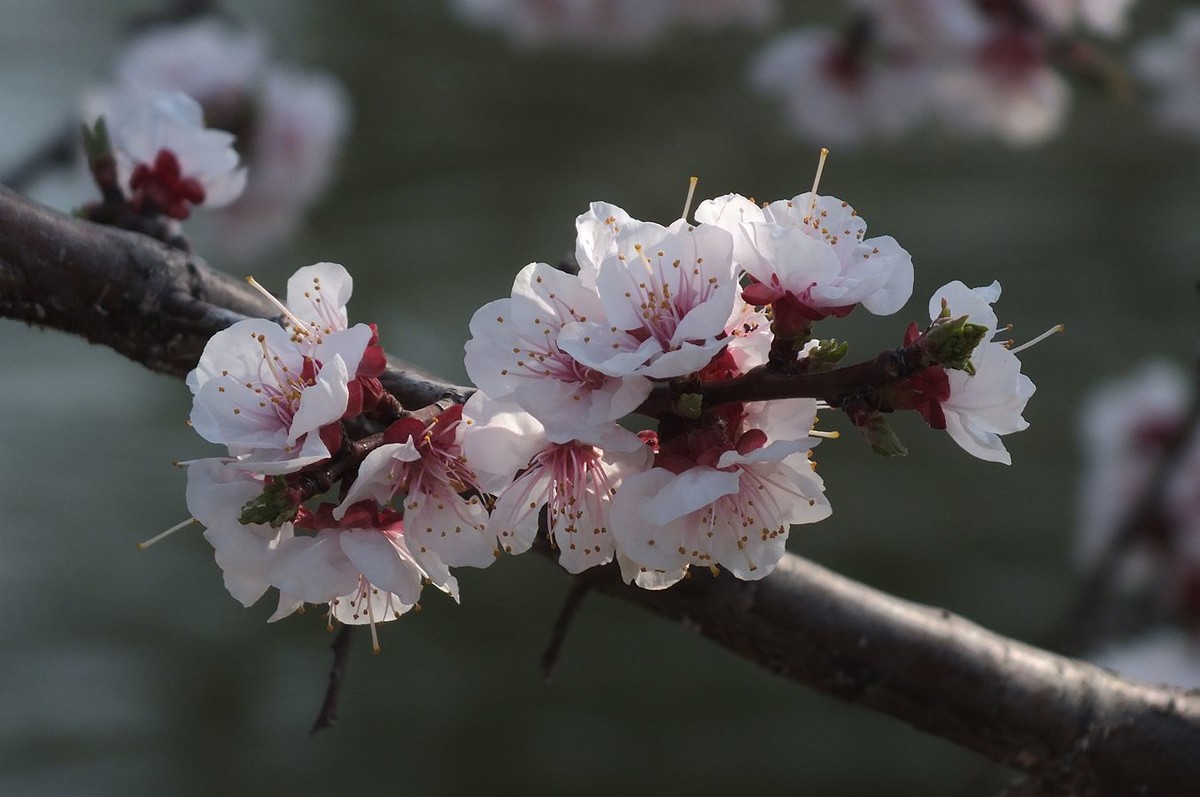即将过去的杏花